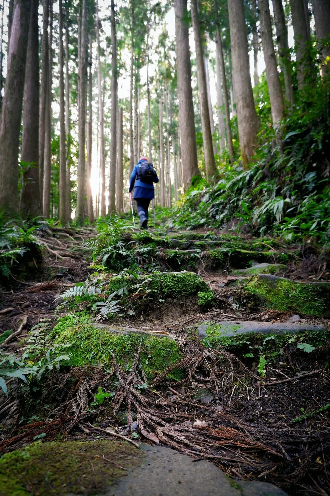 A walker in a blue jacket on the forested Nakahechi trail of the Kumano Kodo, Wakayama
