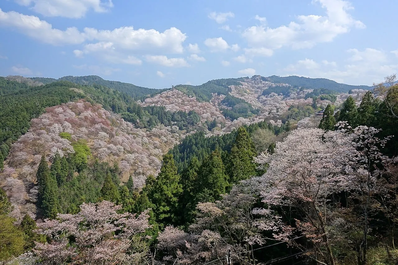 A wide spring view of Mount Yoshino's hillsides blanketed in pink and white cherry blossoms, Nara