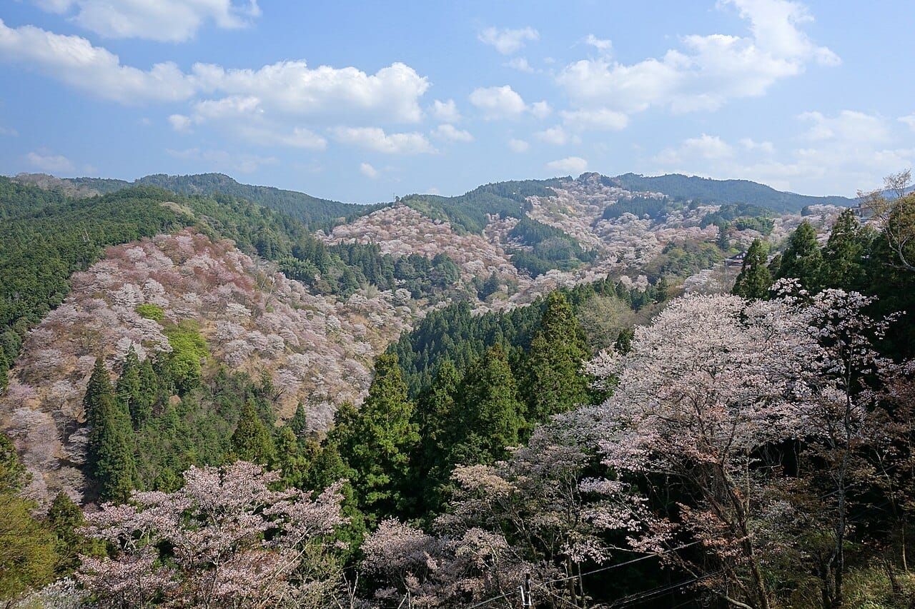 A wide spring view of Mount Yoshino's hillsides blanketed in pink and white cherry blossoms, Nara