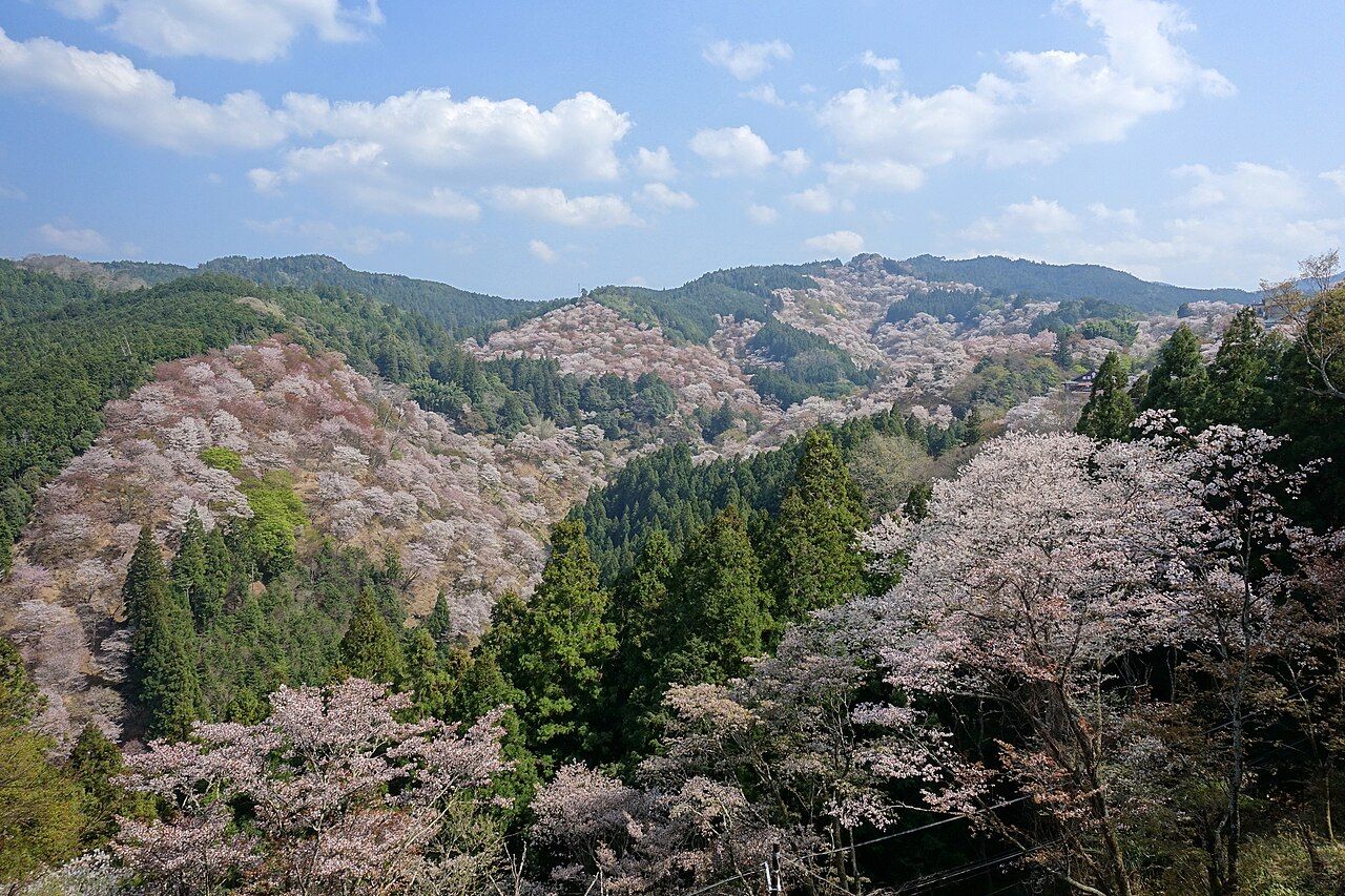 A wide spring view of Mount Yoshino's hillsides blanketed in pink and white cherry blossoms, Nara